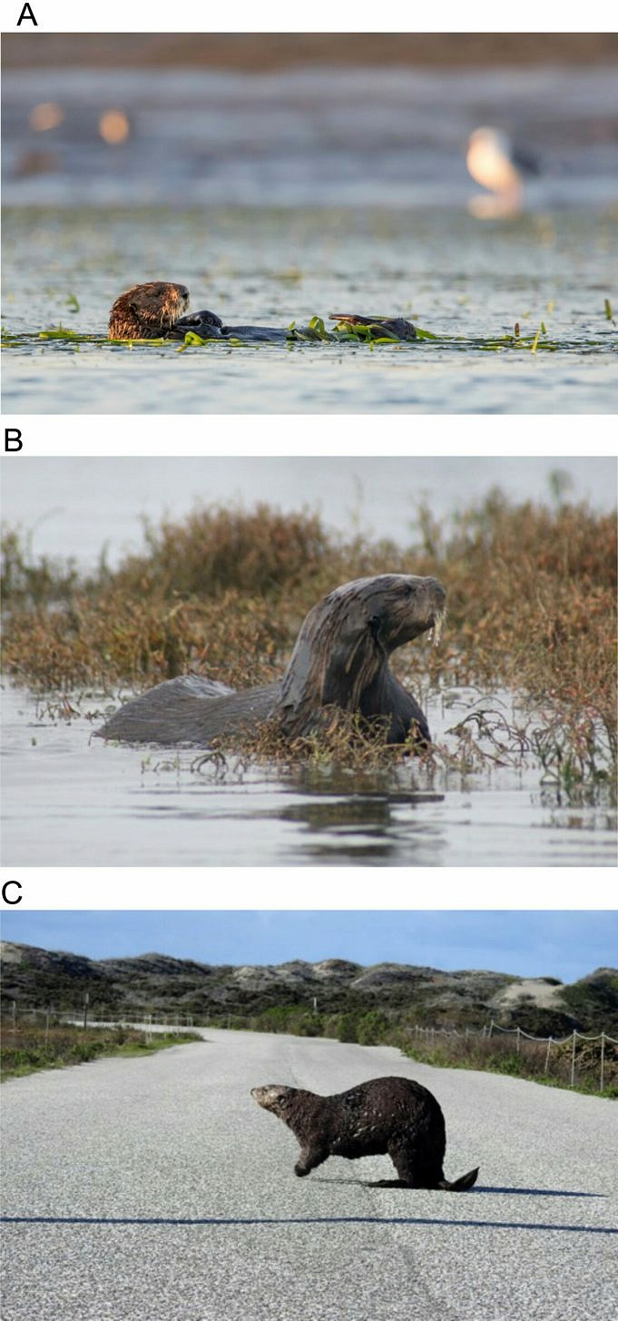 Sea Otter Short Track-Ergebnisse